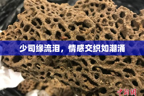 少司缘流泪，情感交织如潮涌