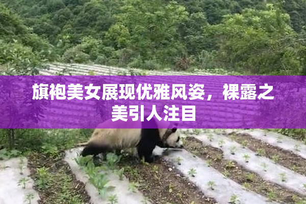 旗袍美女展现优雅风姿，裸露之美引人注目