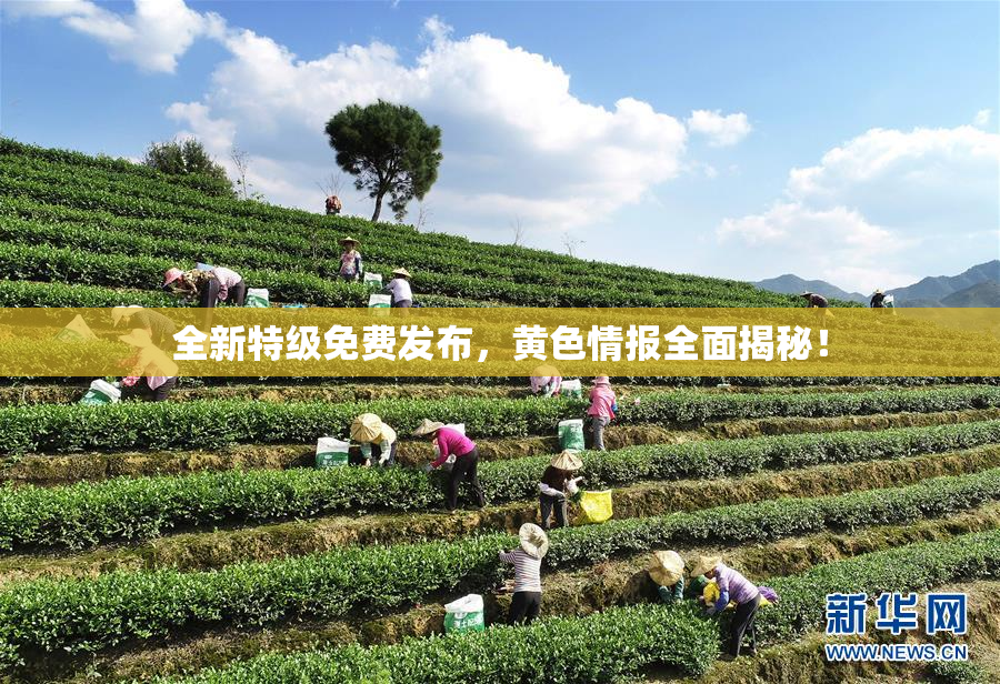 全新特级免费发布，黄色情报全面揭秘！