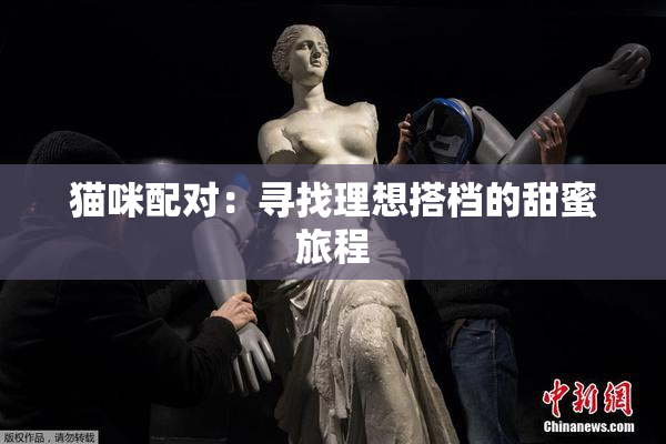 猫咪配对：寻找理想搭档的甜蜜旅程
