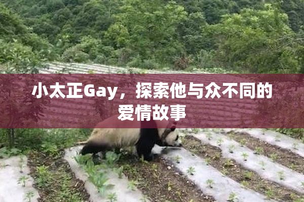 小太正Gay，探索他与众不同的爱情故事