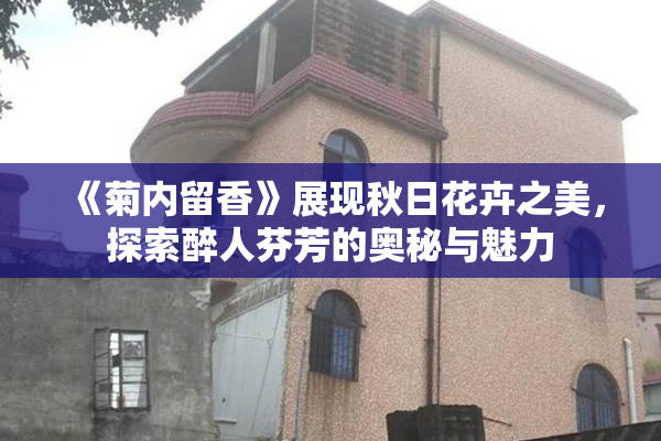《菊内留香》展现秋日花卉之美，探索醉人芬芳的奥秘与魅力