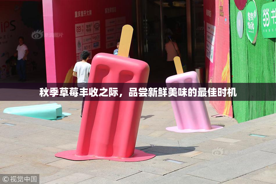 秋季草莓丰收之际，品尝新鲜美味的最佳时机