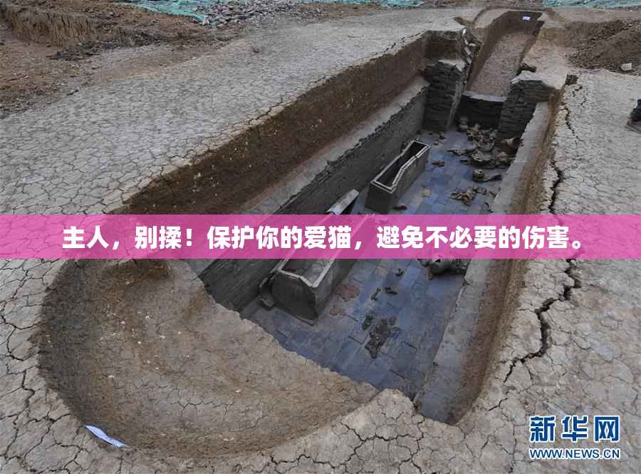 主人，别揉！保护你的爱猫，避免不必要的伤害。