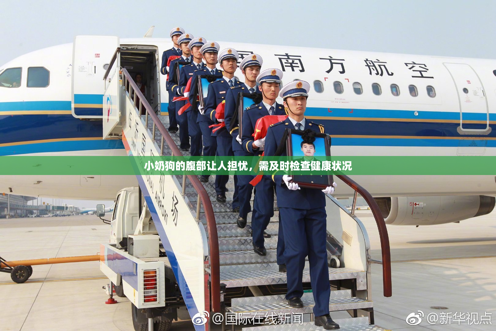 小奶狗的腹部让人担忧，需及时检查健康状况