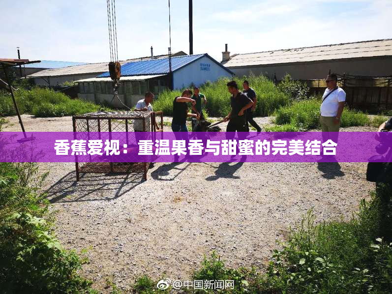 香蕉爱视：重温果香与甜蜜的完美结合
