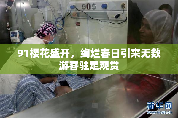 91樱花盛开，绚烂春日引来无数游客驻足观赏