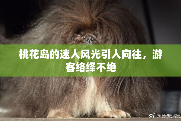 桃花岛的迷人风光引人向往，游客络绎不绝