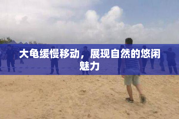 大龟缓慢移动，展现自然的悠闲魅力