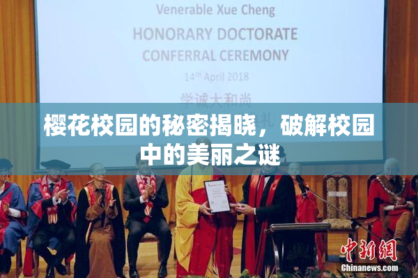 樱花校园的秘密揭晓，破解校园中的美丽之谜