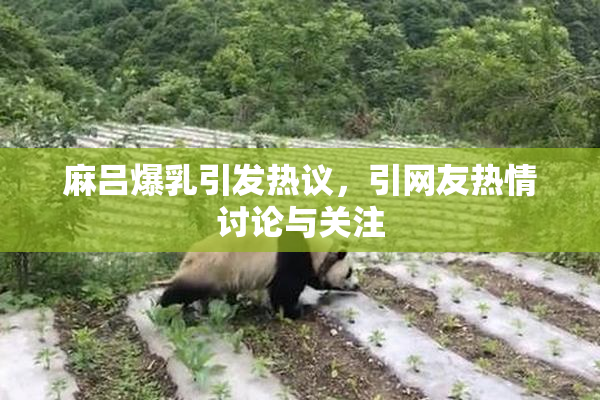 麻吕爆乳引发热议，引网友热情讨论与关注