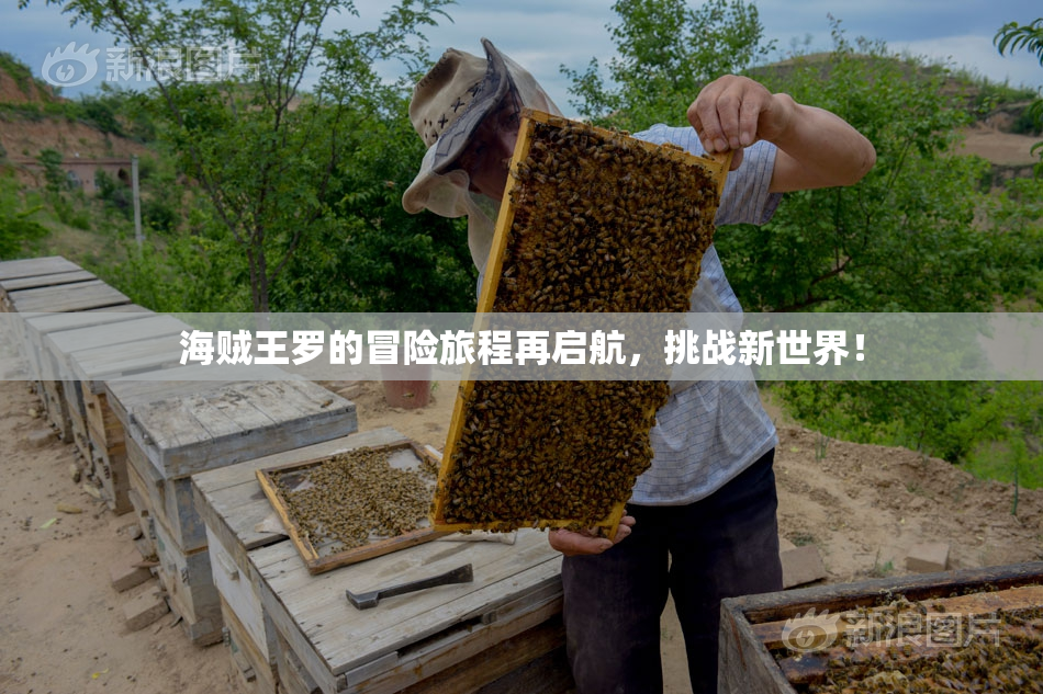 海贼王罗的冒险旅程再启航，挑战新世界！