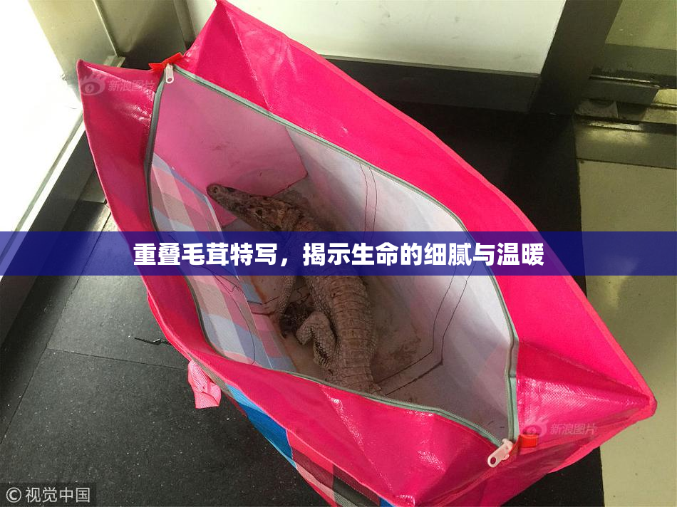 重叠毛茸特写，揭示生命的细腻与温暖