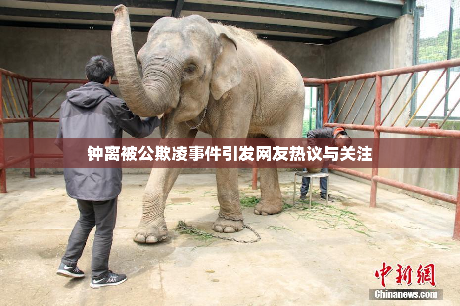 钟离被公欺凌事件引发网友热议与关注