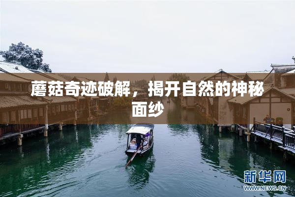 蘑菇奇迹破解，揭开自然的神秘面纱