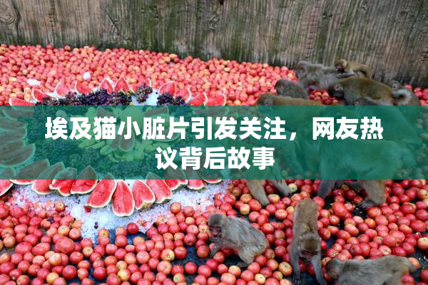 埃及猫小脏片引发关注，网友热议背后故事