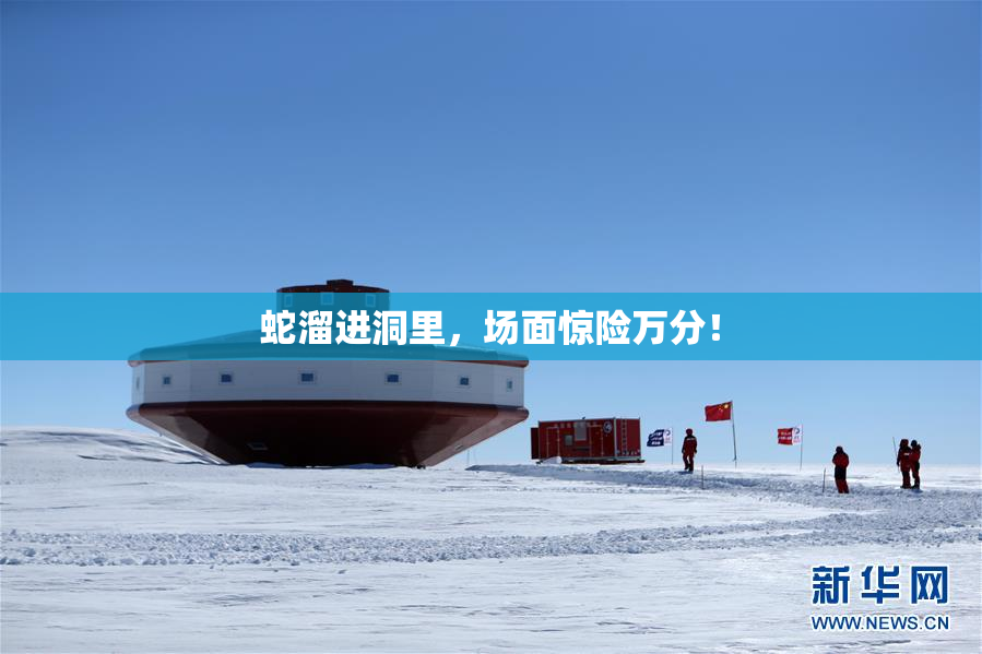 蛇溜进洞里，场面惊险万分！