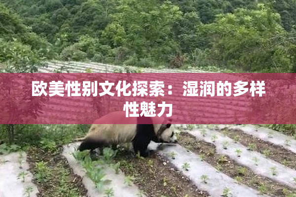 欧美性别文化探索：湿润的多样性魅力