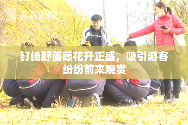 钉崎野蔷薇花开正盛，吸引游客纷纷前来观赏