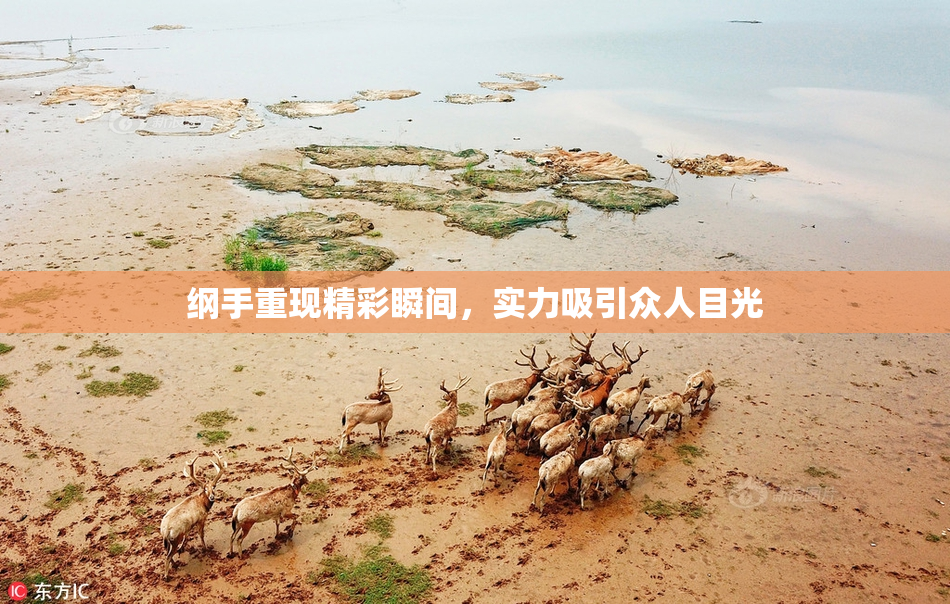 纲手重现精彩瞬间，实力吸引众人目光