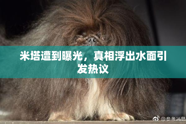 米塔遭到曝光，真相浮出水面引发热议