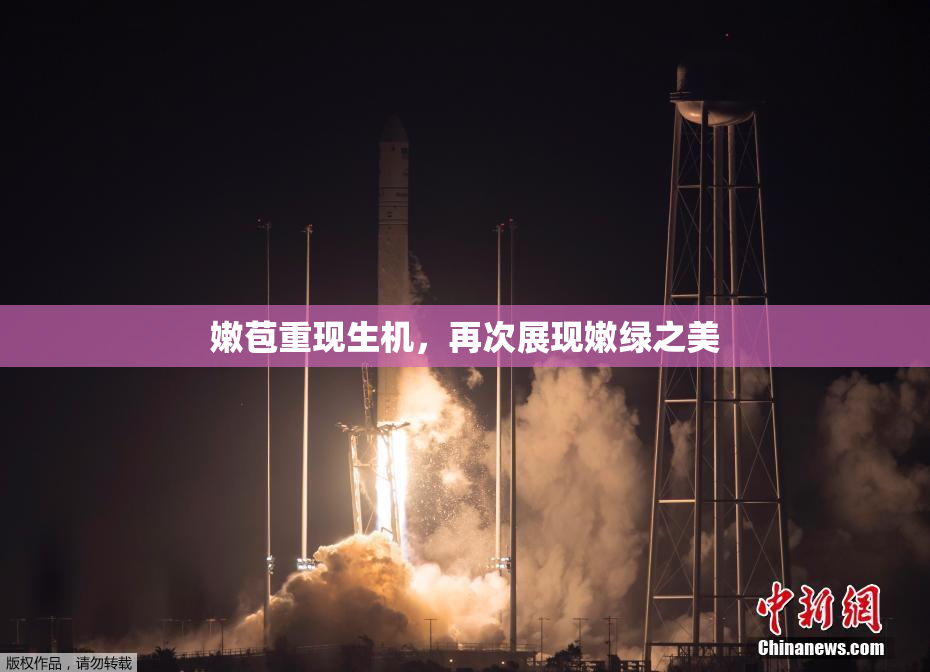嫩苞重现生机，再次展现嫩绿之美