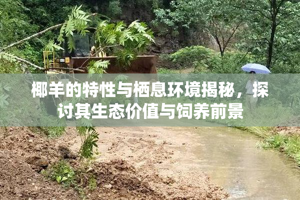 椰羊的特性与栖息环境揭秘，探讨其生态价值与饲养前景