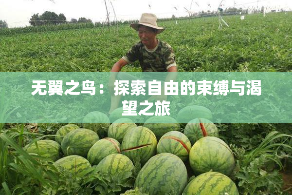 无翼之鸟：探索自由的束缚与渴望之旅