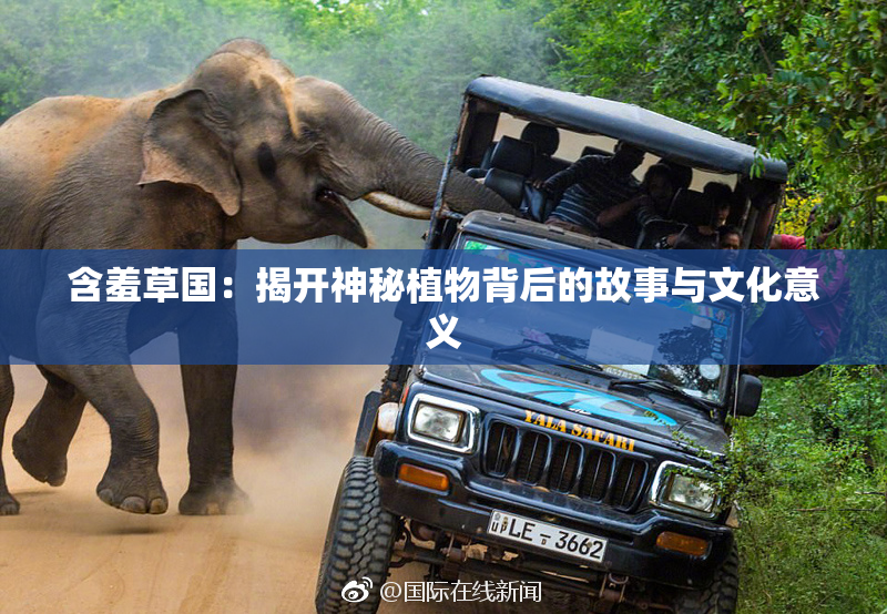 含羞草国：揭开神秘植物背后的故事与文化意义