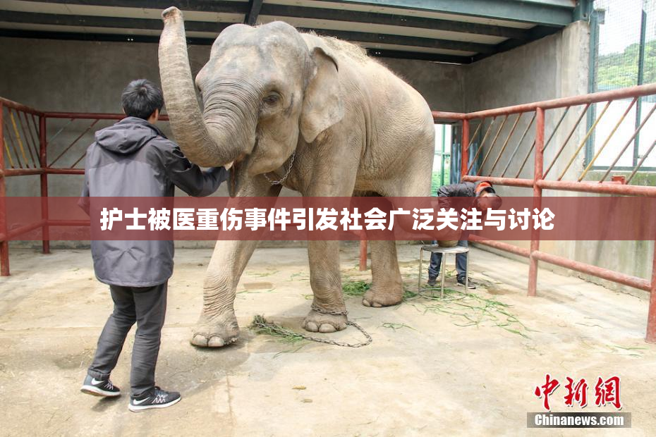 护士被医重伤事件引发社会广泛关注与讨论