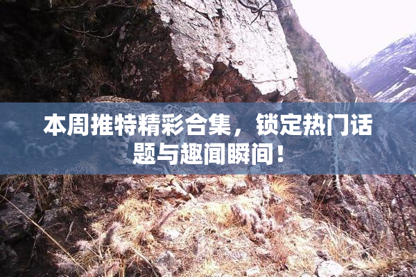 本周推特精彩合集，锁定热门话题与趣闻瞬间！