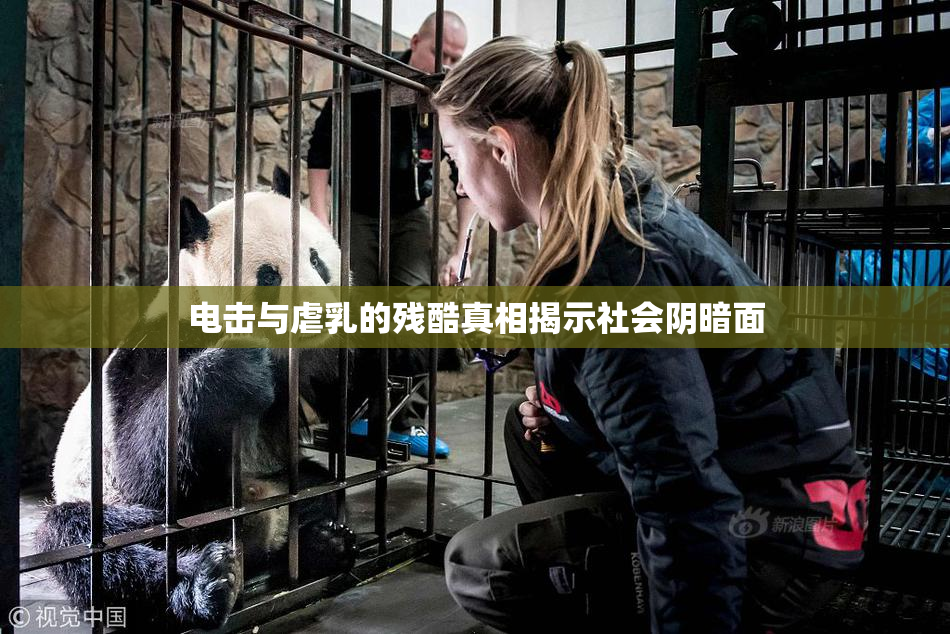 电击与虐乳的残酷真相揭示社会阴暗面