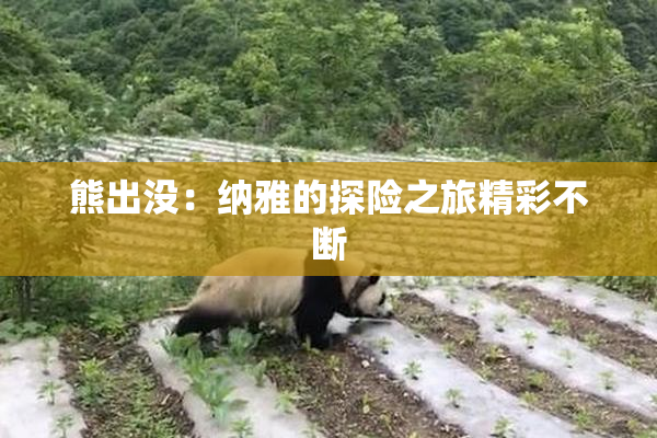 熊出没：纳雅的探险之旅精彩不断