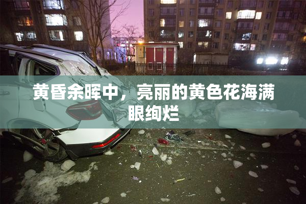 黄昏余晖中，亮丽的黄色花海满眼绚烂