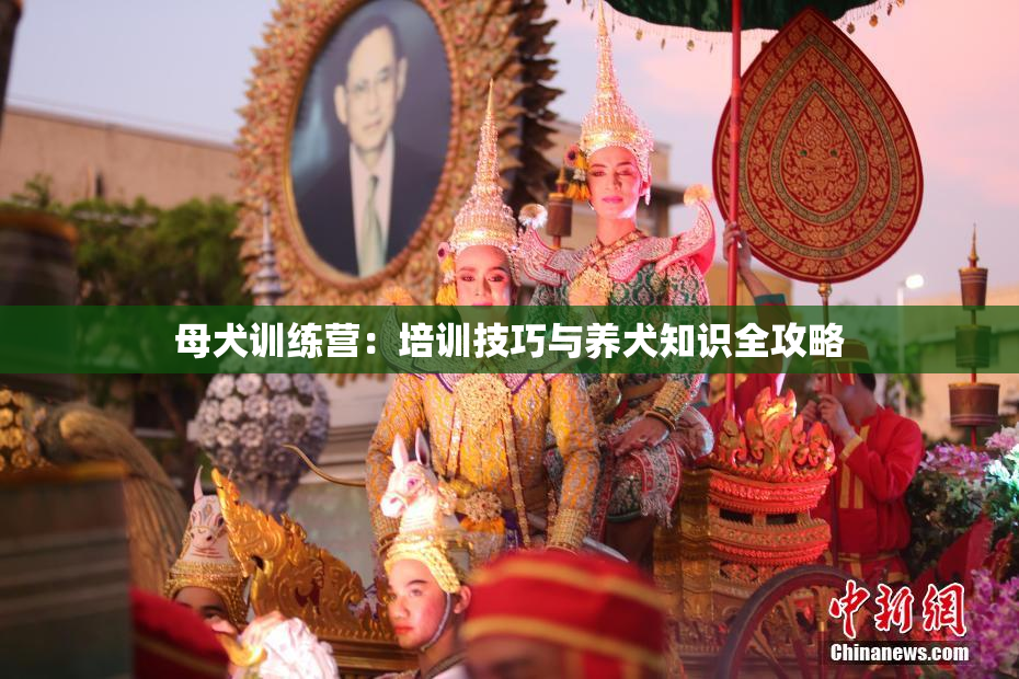 母犬训练营：培训技巧与养犬知识全攻略