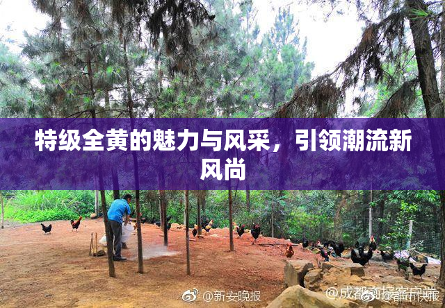 特级全黄的魅力与风采，引领潮流新风尚