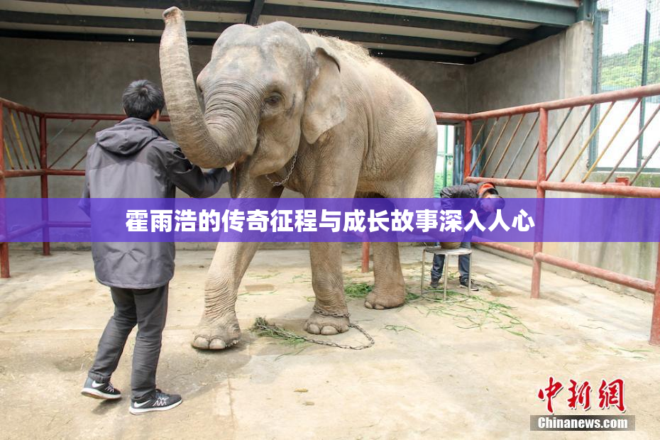 霍雨浩的传奇征程与成长故事深入人心