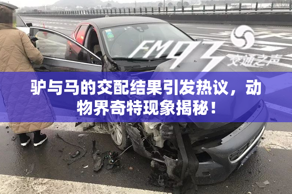 驴与马的交配结果引发热议，动物界奇特现象揭秘！