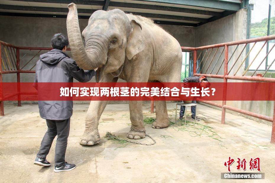 如何实现两根茎的完美结合与生长？