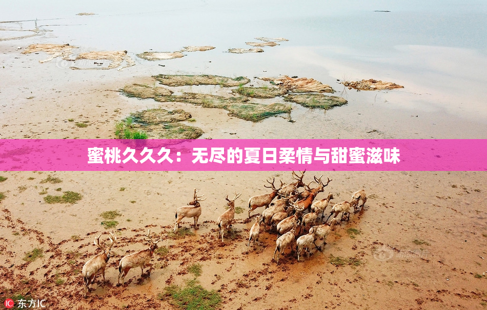 蜜桃久久久：无尽的夏日柔情与甜蜜滋味