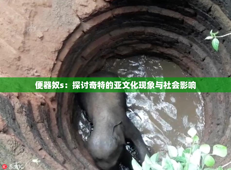 便器奴s：探讨奇特的亚文化现象与社会影响