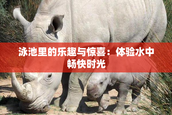 泳池里的乐趣与惊喜：体验水中畅快时光