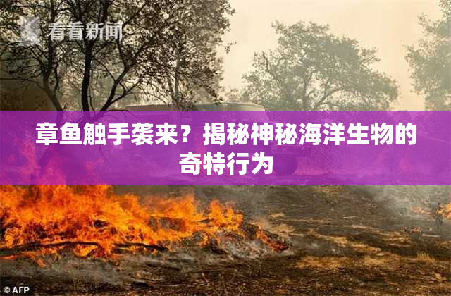 章鱼触手袭来？揭秘神秘海洋生物的奇特行为