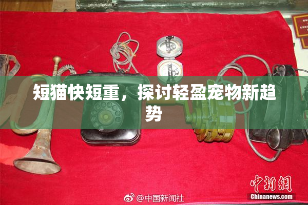 短猫快短重，探讨轻盈宠物新趋势