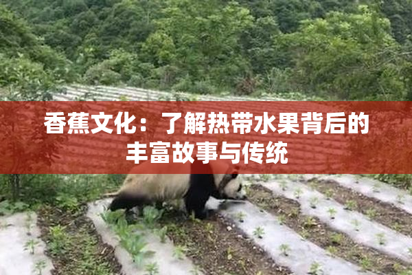 香蕉文化：了解热带水果背后的丰富故事与传统