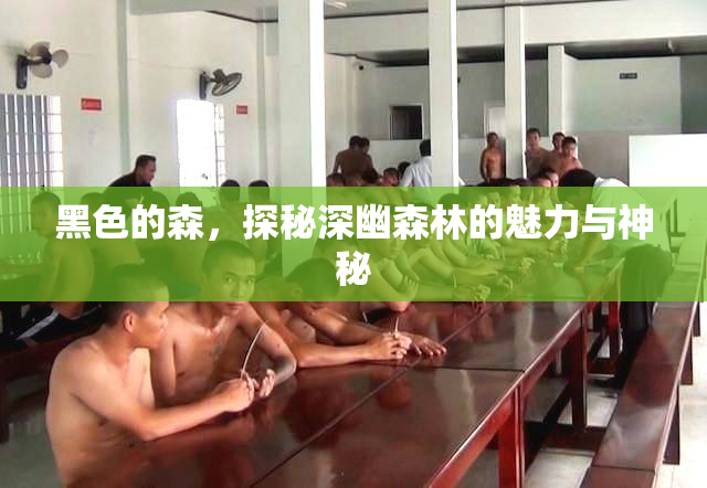 黑色的森，探秘深幽森林的魅力与神秘