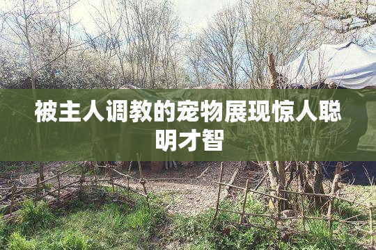 被主人调教的宠物展现惊人聪明才智