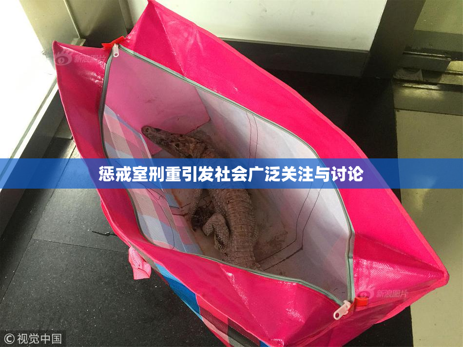惩戒室刑重引发社会广泛关注与讨论