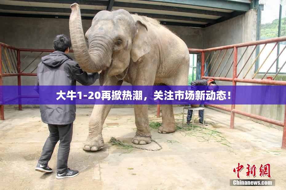大牛1-20再掀热潮，关注市场新动态！