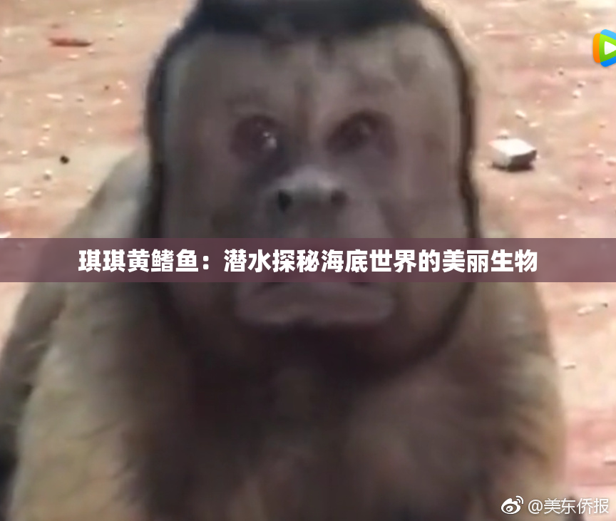 琪琪黄鳍鱼：潜水探秘海底世界的美丽生物